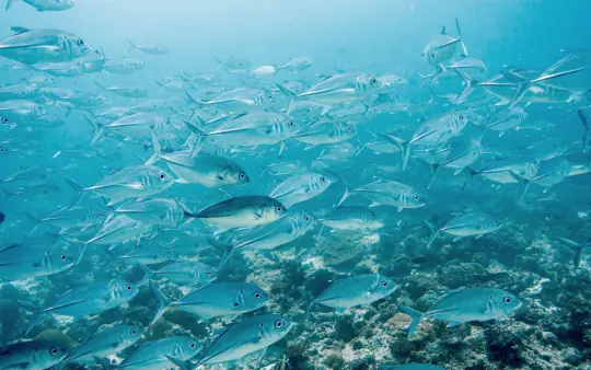 Adventure Yachts Currated Diving Hanna 9 Re Touched
